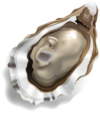 Bir istiridyenin ayrıntılı vektör çizimi