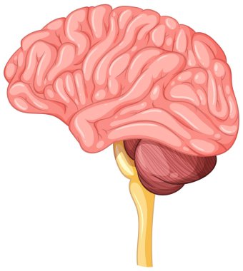 İnsan beyni anatomisinin detaylı çizimi