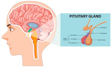 Beyin ve hipofiz bezinin detaylı diyagramı.