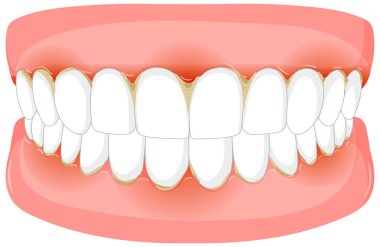 Temiz dişlerin ve diş etlerinin vektör görüntüsü