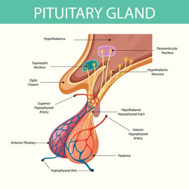 Hipofiz bezi anatomisinin detaylı çizimi