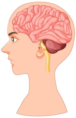 İnsan beyni ve kafa profilinin ayrıntılı vektörü