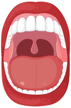 İnsan ağzı ve dişlerinin detaylı vektörü
