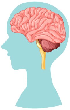 İnsan siluetinde beynin ayrıntılı vektörü