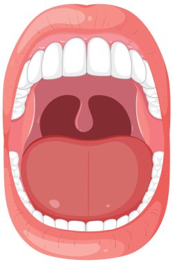 Detailed vector of human mouth and teeth clipart