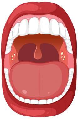 İnsan ağzı ve boğazının ayrıntılı vektörü