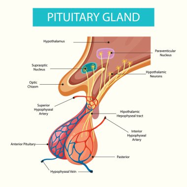 Hipofiz bezi yapısının detaylı çizimi