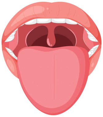 İnsan ağzı ve dilinin ayrıntılı vektörü