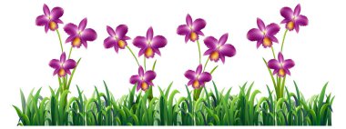 Canlı mor orkidelerin yemyeşil otların arasında resmedilmiş hali. Parlak renkler ve detaylı vektör biçimi doğal güzelliği artırır