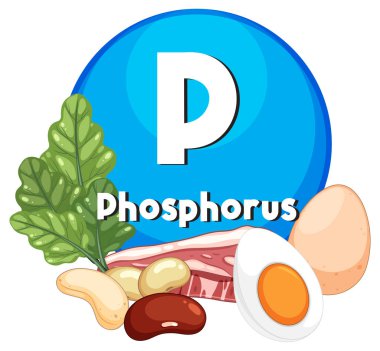 Yumurta, fasulye, yapraklı yeşillikler ve et içeren fosfor sembolünün cesur renkler, temiz çizgiler ve düz tasarım elementleri kullanılarak vektör ilülasyonu