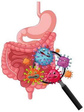 İnsan sindirim sisteminin parlak renkler ve tıbbi stil bileşimi kullanılarak karikatür bakterisiyle büyütülmüş vektör çizimi