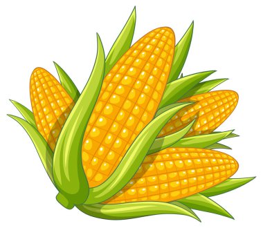 Yeşil kabuklu çoklu sarı mısır koçanları, canlı renkler, temiz çizgiler ve beyaz bir arkaplan.