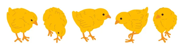 Vector Illustration Set Cute Doodle Baby Chicks Digital Stamp Greeting — Stock Vector
