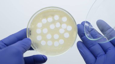 Beyaz arka planda delikleri olan petri kabı, elinde petri kabı tutan bilim adamı..