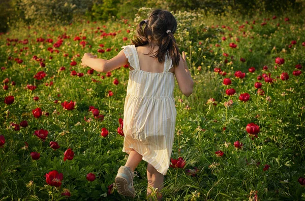 A Little Girl Run On The Peony Field On A Sunny Summer Day