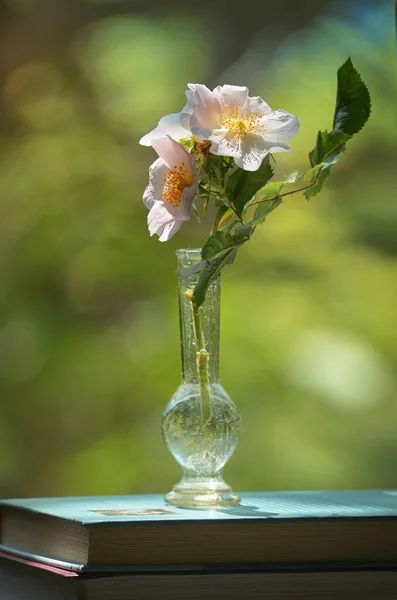 Nahaufnahme Hundsrose Rosa Canina Blume Vase Auf Büchern — Stockfoto
