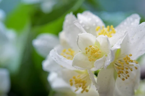 Yakın Plan Güzel Buket Taze Yasemin Çiçekleri — Stok fotoğraf