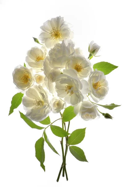 Strauß Frischer Weißer Rosen Auf Weißem Hintergrund — Stockfoto