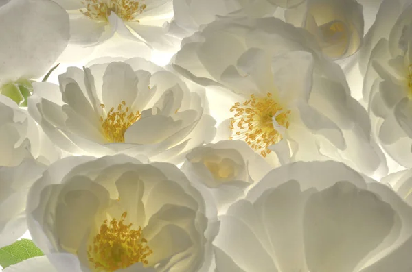 Fechar Rosas Brancas Selvagens Frescas Fundo Branco — Fotografia de Stock