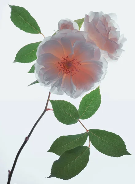Nahaufnahme Von Frischen Wilden Weißen Rosen Auf Weißem Hintergrund — Stockfoto