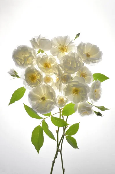 Strauß Frischer Weißer Rosen Auf Weißem Hintergrund — Stockfoto
