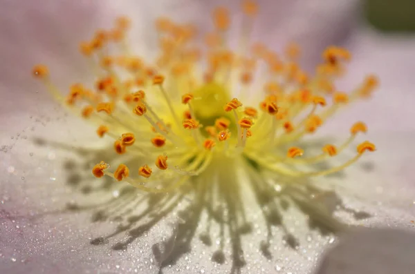 Closeup Dog Rose Rosa Canina Flower Drops — Stock Photo, Image