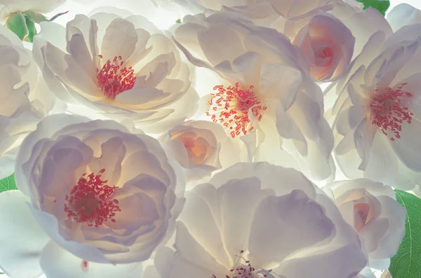 Nahaufnahme Bouquet Von Frischen Wilden Weißen Rosen Auf Weißem Hintergrund — Stockfoto