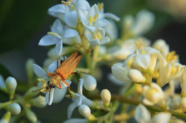 Macro Female Swollen Thighed Flower Beetle Oedemera Nobilis — Stock Photo, Image