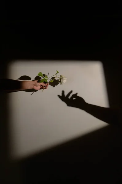 Férfi Kéz Ajánlat Wild White Rózsa Virág Egy Hand Shadow Stock Kép