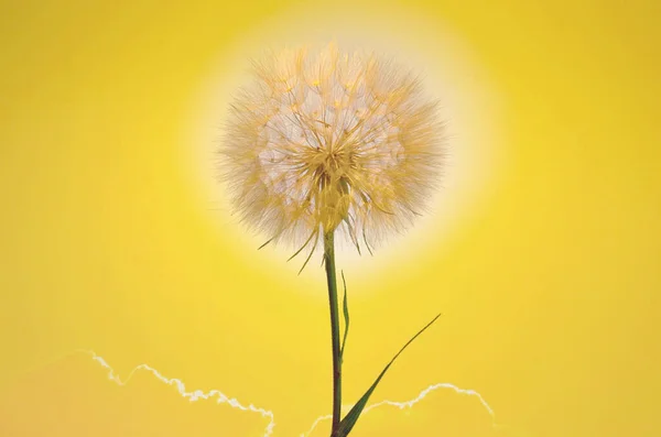 太陽に対するシングルクローズアップタンポポの花 ストックフォト