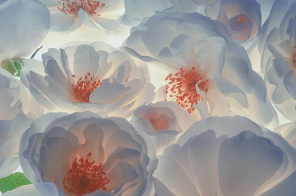 Крупним Планом Свіжі Дикі Білі Троянди Білому Тлі Стокове Фото