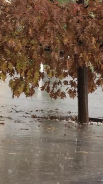 Yağmur yere düşer ve meşe ağacı arka planda kalır. Sonbahar. Yerde kabarcıklar ve ıslak ağaç yaprakları. Dikey