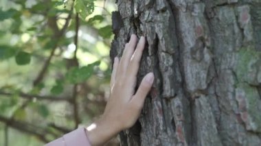 Orman çam ağacının gövdesini okşayan bir kızın eli. Yumuşak el ahşabın pürüzsüz dokusunu.