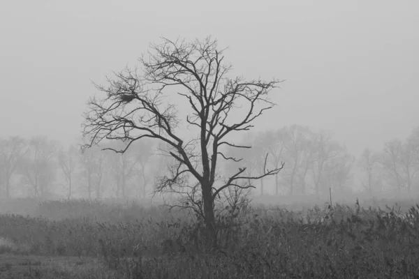 茂密的大树 枝条上有窝 栖息在意大利北部典型的雾蒙蒙的乡间 黑白相间 — 图库照片