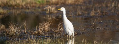 Sığır balıkçıl (Bubulcus ibis) ile yatay afiş bulanık doğal bir arka plana sahip sığ bir sulak alanda duruyor. Beyaz tüyler ve sarı gaga kontrastı. Çevrenin toprak tonlarıyla..