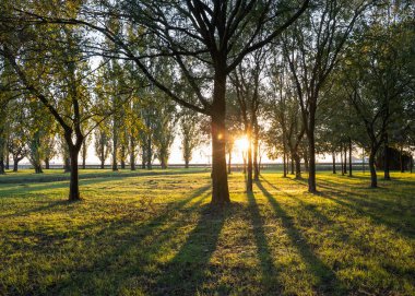 Gün batımında ağaçların arasından süzülen güneş ışığı otların üzerinde uzun gölgeler olan huzurlu yeşil bir parkta. Doğal ışık sakin ve huzurlu bir atmosfer yaratır. Doğa ve sürdürülebilirlik kavramı.