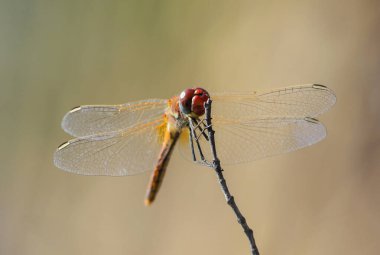 Kuru bir dala tünemiş kırmızı bir yusufçuğun yakın çekimi. Karmaşık kanat desenleri ve geniş bileşik gözler sergiliyor. Böcek net bir şekilde bulanık bir arka plana odaklanmış durumda..