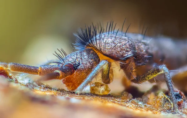 Slender Springtail Orchesella Flavescens Wood Close Focus Stacked Macro Photo — Stock Photo, Image