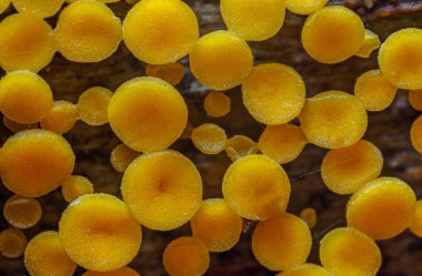 Sarı Fincanlar - Calycina Citrina, ormanda sarı mantar, yakın çekim