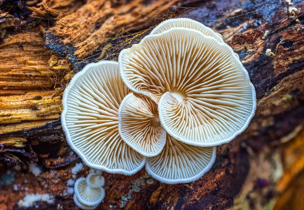 아름다운 버섯들을 뒤집어 놓았습니다 Macro Photography View Variable Oysterling Crepidotus — 스톡 사진