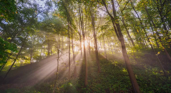 Hösten Morgon Dimma Och Ljusstrålar Skogen Helig Utsikt — Stockfoto