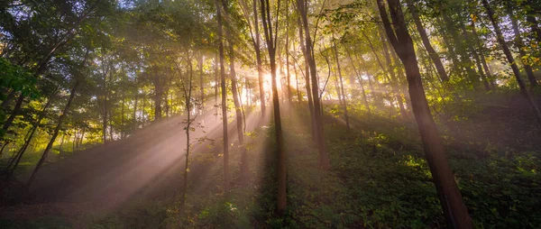 Hösten Morgon Dimma Och Ljusstrålar Skogen Helig Utsikt — Stockfoto