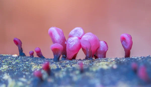 紫色のクラゲの真菌 アスコルビンサルコイド 紫色のキノコ 素晴らしい自然色 — ストック写真