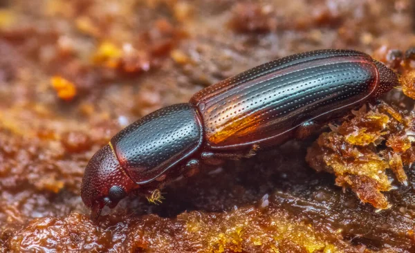 Rhizophagus Nitidulus Wood Macro Photo Small Beetle — Stock Photo, Image