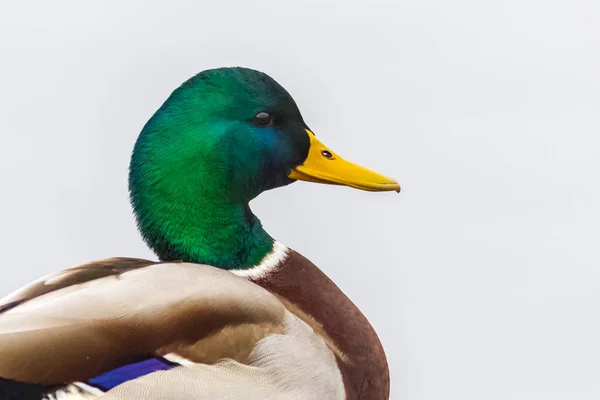 Portrait Male Duck Portrait Animal — Stock Photo, Image