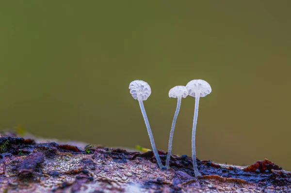 Trois Champignons Blancs Dans Forêt Mycena Piringa Champignons Fond — Photo