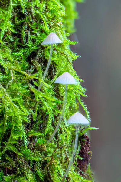 森の中の3つの白いキノコ ミケーナ ピリンガのキノコの背景 — ストック写真