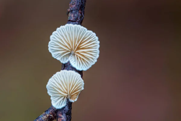 아름다운 버섯들을 뒤집어 놓았습니다 Macro Photography View Variable Oysterling Crepidotus — 스톡 사진