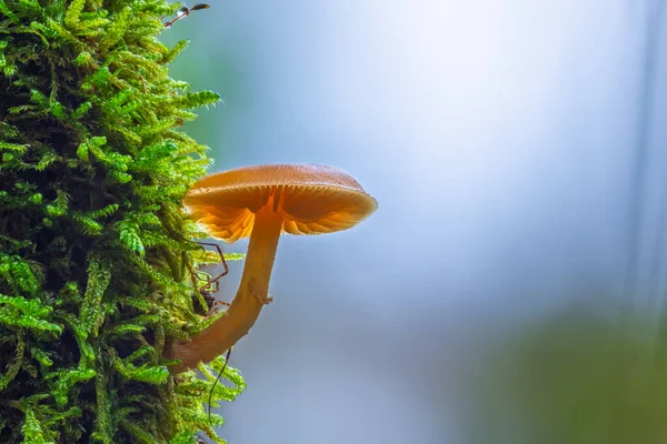 위에서 자라고 버섯을 클로즈업 모피아 — 스톡 사진