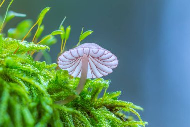Ormanda beyaz mantar, yeşil yosun üzerinde büyüyen Mycena cinsi mantar.